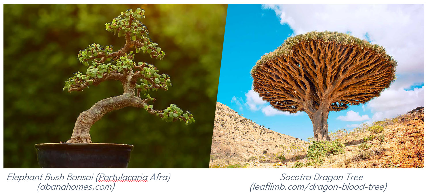 From Bonsai to the Socotra Dragon Tree