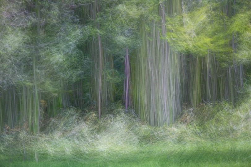 The Fantastical World of Trees ~ Multiple Exposure ICM