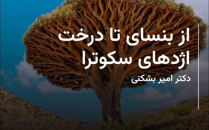 From Bonsai to the Socotra Dragon Tree-Amir Beshkani Fa