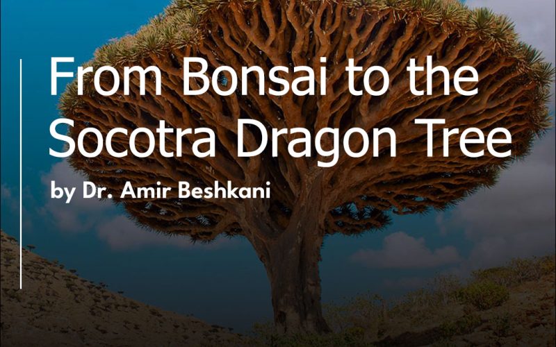 From Bonsai to the Socotra Dragon Tree-Amir Beshkani en